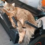 Photo de chat perdu à Blyes