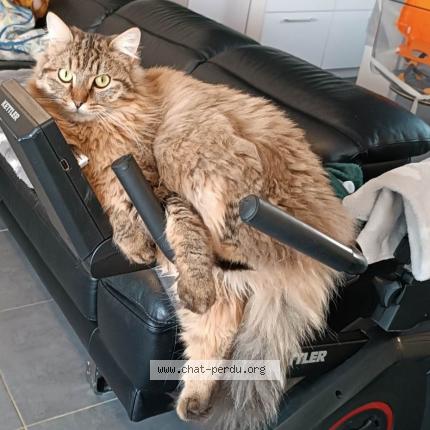 Photo 1/1 Chat retrouvé Perdu à Blyes