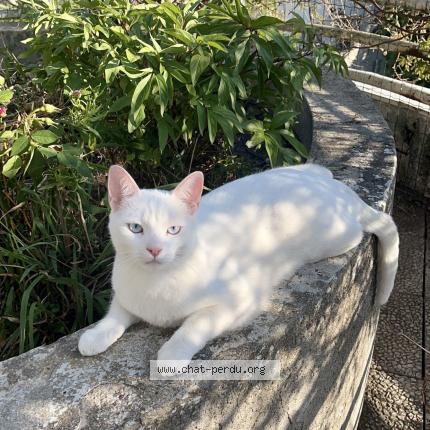 Photo 1/1 Chat retrouvé Perdu à Paris