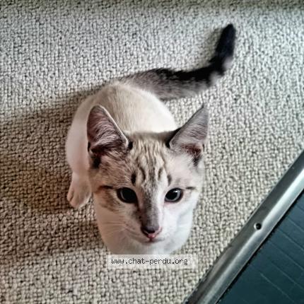 Photo 1/1 Chat retrouvé Perdu à Sainte Luce Sur Loire