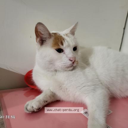 Photo 1/1 Chat retrouvé Trouvé à Reims