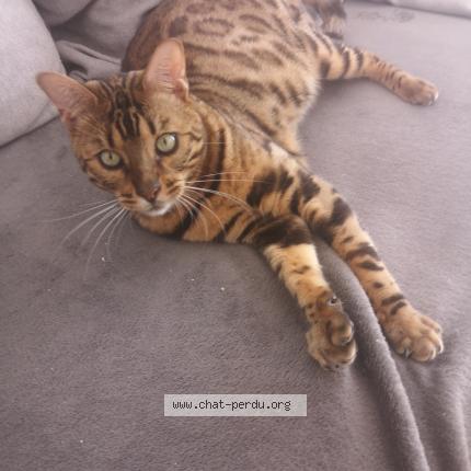 Photo 1/1 Sèdre Chat perdu à La londe les maures