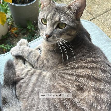 Photo 1/1 Chat retrouvé Perdu à Nogent Sur Marne