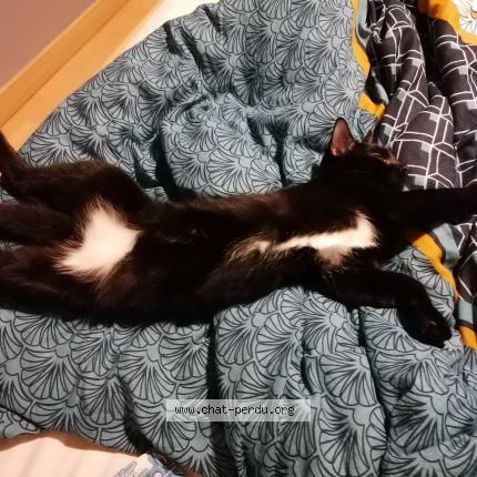 Photo 1/1 Chat retrouvé Perdu à Romans Sur Isere