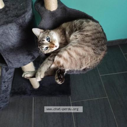 Photo de chat perdu à Dammarie Les Lys