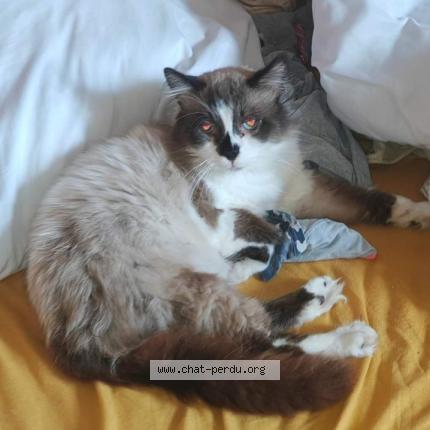 Photo de chat perdu à Bousbecque