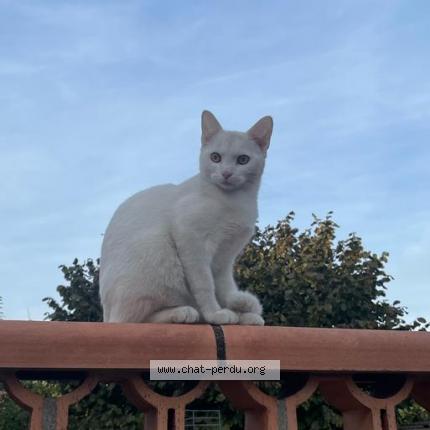 Photo 1/1 Chat retrouvé Perdu à Montreuil