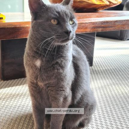 Photo 1/1 Chat retrouvé Perdu à Montelimar