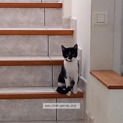 Photo 1/1 Chat retrouvé Perdu à Vendargues