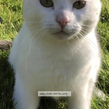Photo 1/1 Chat retrouvé Perdu à La Chaussee Tirancourt