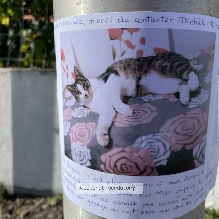 Photo 1/1 Chat retrouvé Perdu à Les Sables D Olonne