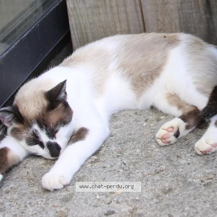 Photo de chat perdu à Saint Felix Lauragais