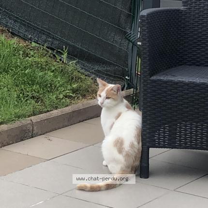 Photo 1/1 Chat retrouvé Perdu à Oudrenne Lemestrof