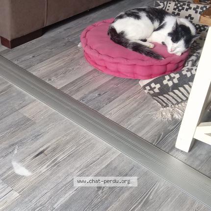 Photo 1/1 Chat retrouvé Perdu à Change