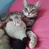 Photo de chat perdu à Chatenay