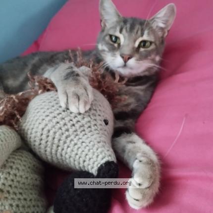 Photo 1/1 Chat retrouvé Perdu à Chatenay