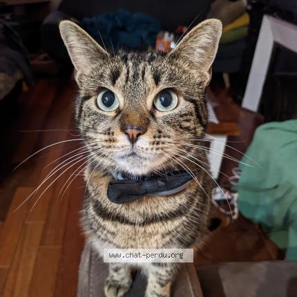 Photo 1/1 Chat retrouvé Perdu à Valenciennes