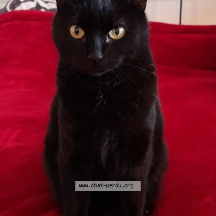 Photo de chat perdu à La Seyne Sur Mer
