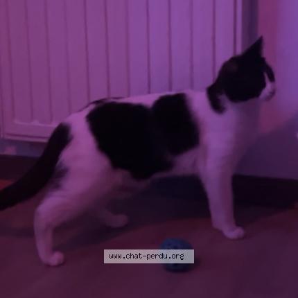 Photo 1/1 Chat retrouvé Perdu à Montpellier