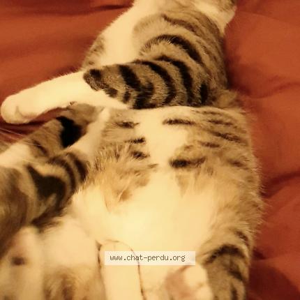 Photo 1/1 Chat retrouvé Perdu à Saint mars d outille