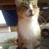 Photo de chat perdu à Lagnieu