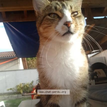 Photo 1/1 Chat retrouvé Perdu à Lagnieu