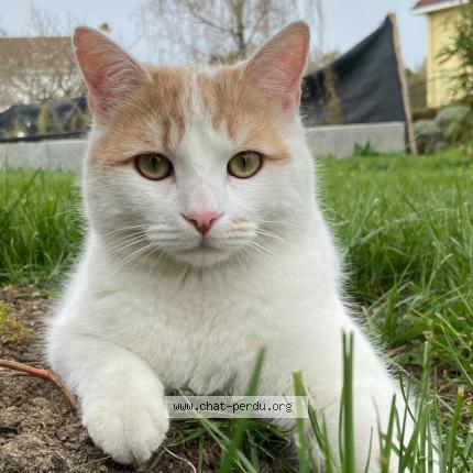 Photo de chat perdu à Reze