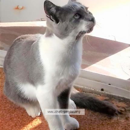 Photo 1/1 Roquefort Chat perdu à Laval