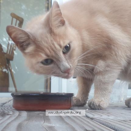 Photo 1/1 Chat retrouvé Trouvé à Nantes
