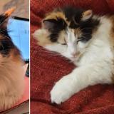 Photo de chat perdu à Les Mureaux