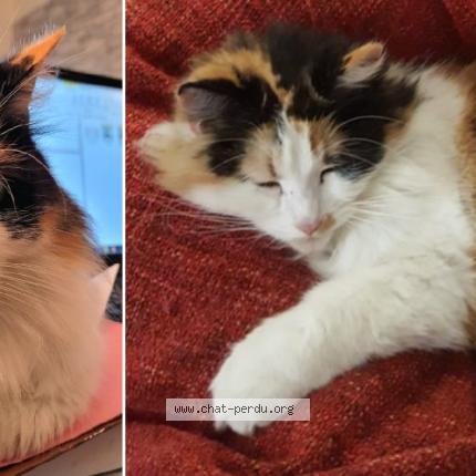Photo 1/1 Chat retrouvé Perdu à Les mureaux