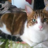 Photo de chat perdu à Trappes