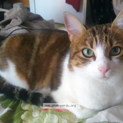 Photo 1/5 Chat retrouvé Perdu à Trappes