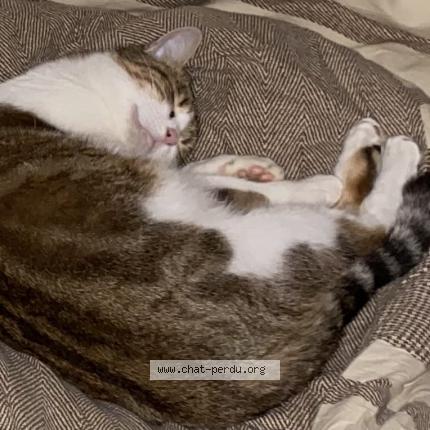 Photo 2/5 Chat retrouvé Perdu à Trappes