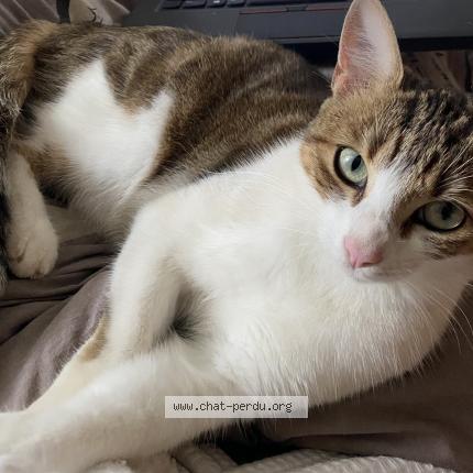 Photo 3/5 Chat retrouvé Perdu à Trappes