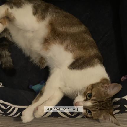 Photo 4/5 Chat retrouvé Perdu à Trappes