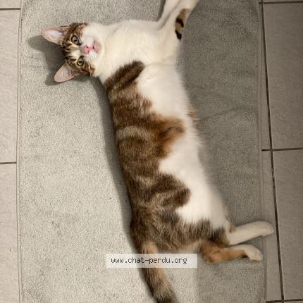 Photo 5/5 Chat retrouvé Perdu à Trappes