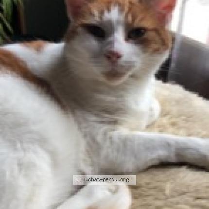 Photo de chat perdu à Saint Prest