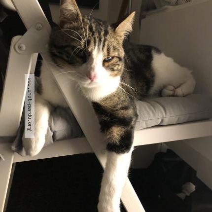 Photo 1/1 Chat retrouvé Perdu à Sartrouville