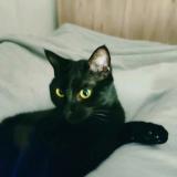 Photo de chat perdu à Vernouillet