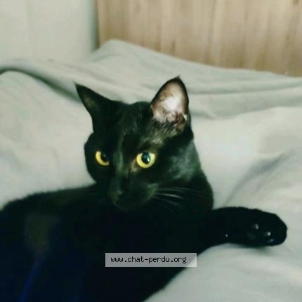 Photo 1/1 Chat retrouvé Perdu à Vernouillet