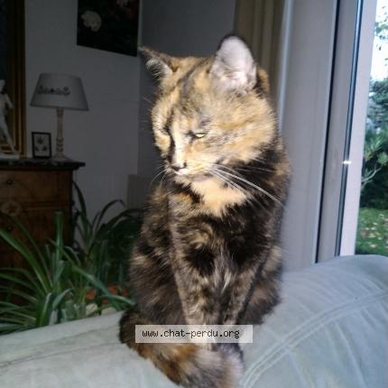 Photo 1/1 Chat retrouvé Perdu à Chalette