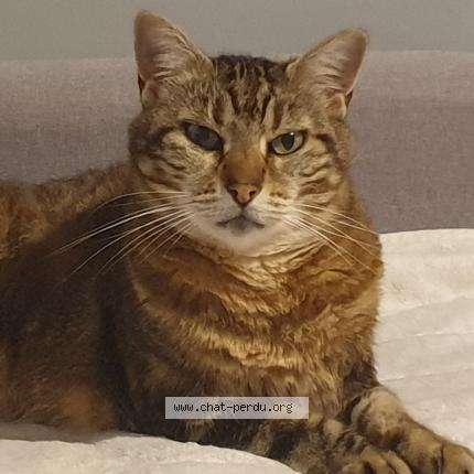 Photo 1/1 Chat retrouvé Perdu à Bessancourt