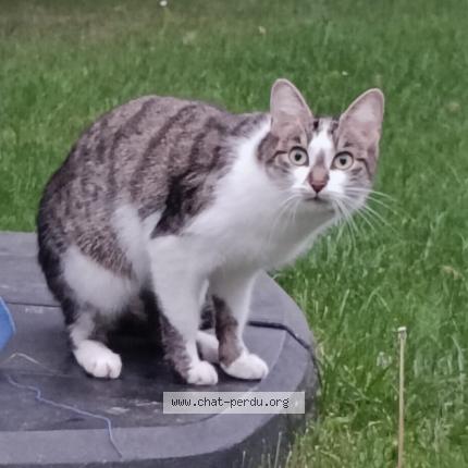 Photo 1/1 Chat retrouvé Trouvé à Pontoise