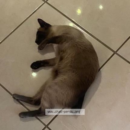Photo de chat perdu à Sucy En Brie