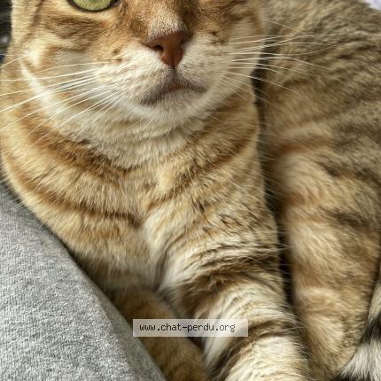 Photo 1/1 Chat retrouvé Perdu à Bayonne