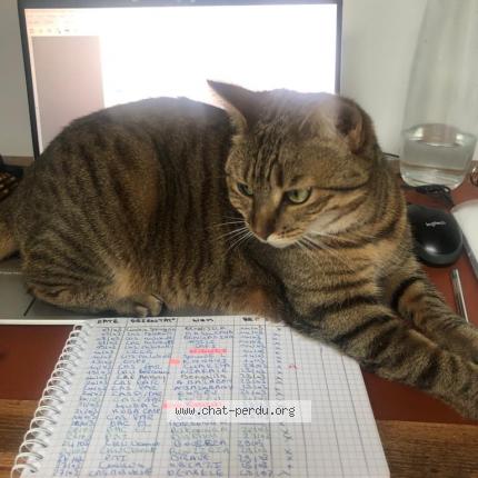 Photo de chat perdu à Fresnes