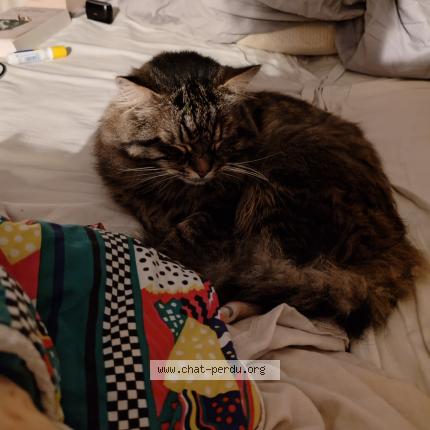Photo 2/4 Chat retrouvé Perdu à Domont