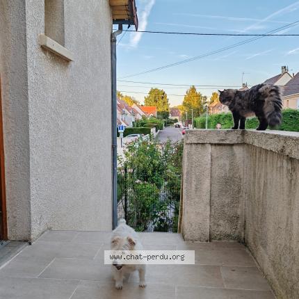 Photo 4/4 Chat retrouvé Perdu à Domont