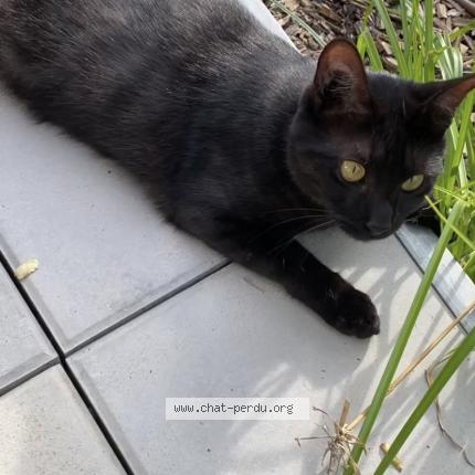 Photo de chat perdu à Toulouse